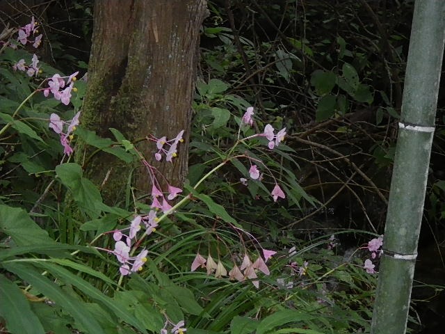 d0010065_19291122.jpg