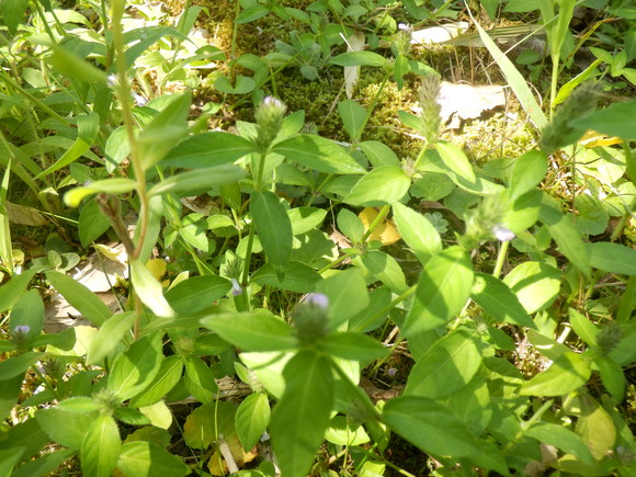 e0292172_2034373.jpg