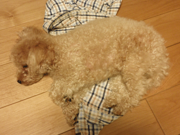 b0098881_20183656.gif
