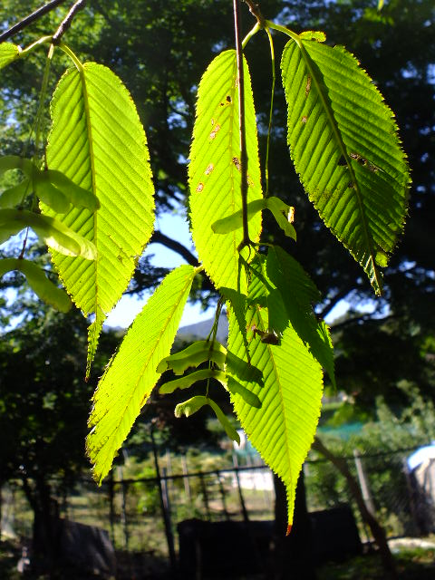 e0145782_21101418.jpg