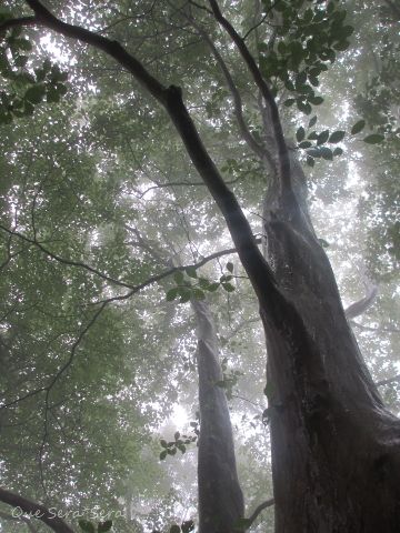 d0098183_1935249.jpg