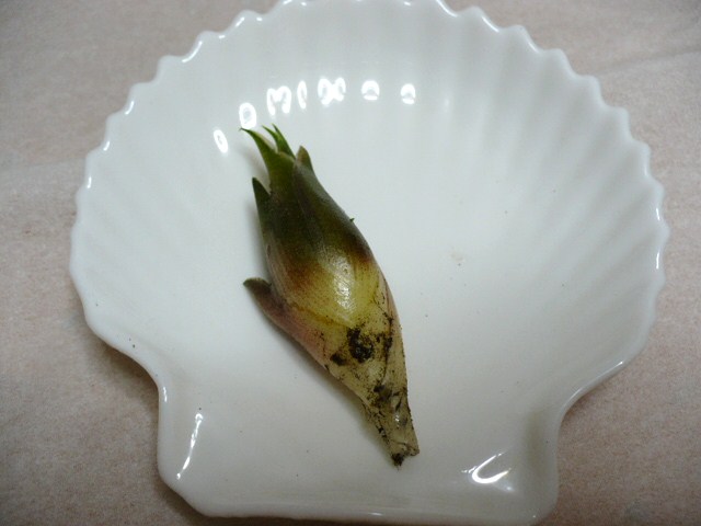 c0198685_10272855.jpg