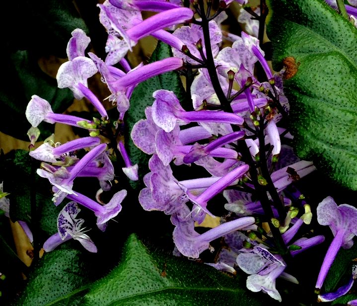e0149934_20375119.jpg