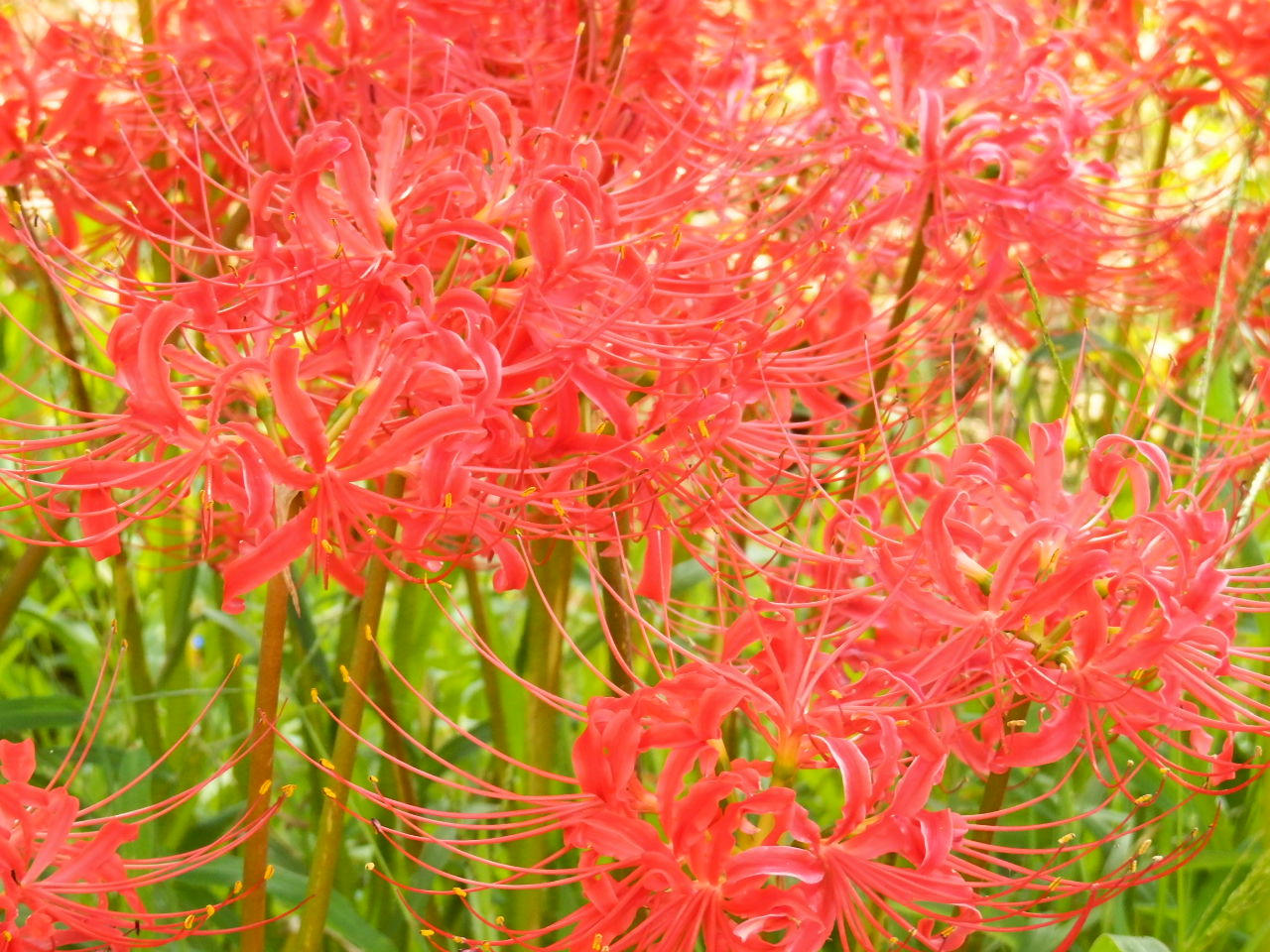 a0279738_1213160.jpg