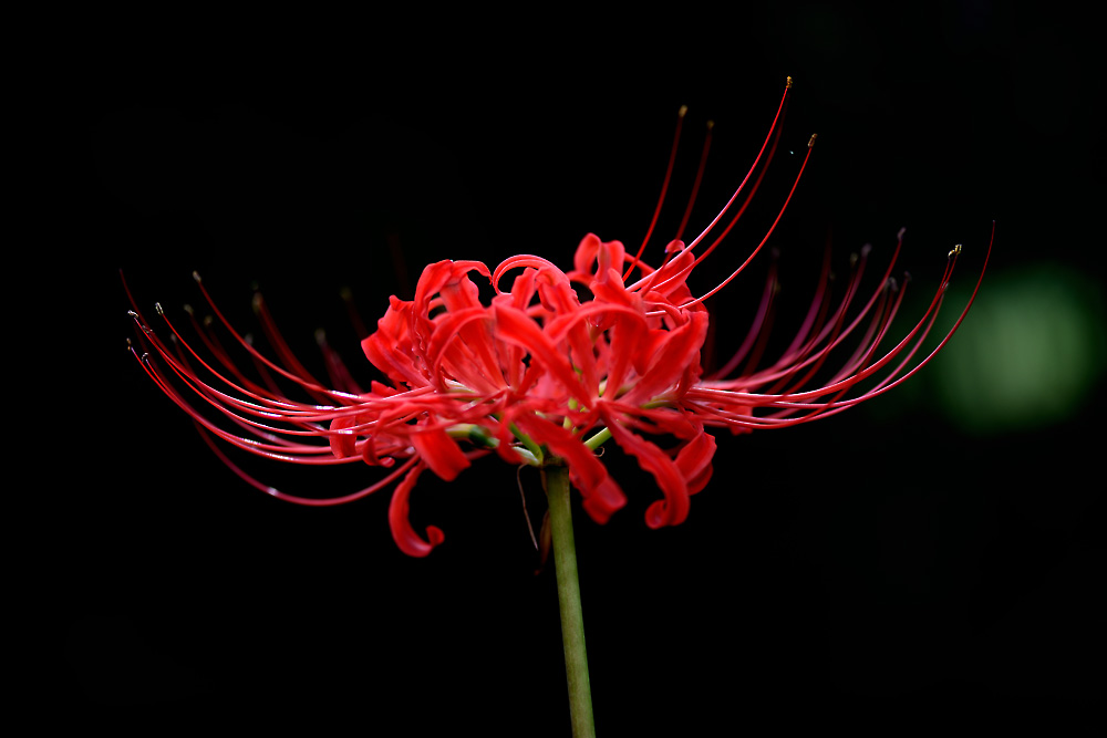 c0221838_177476.jpg