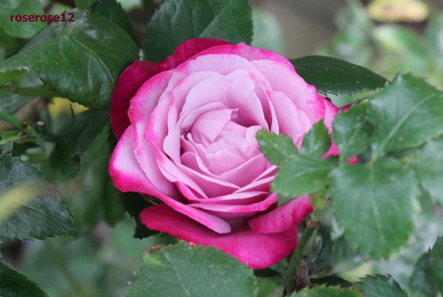 a0249051_0531779.jpg