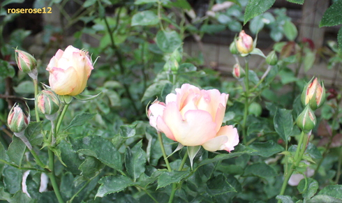 a0249051_2327116.jpg