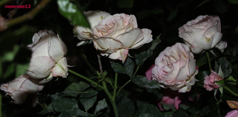 a0249051_23355240.jpg