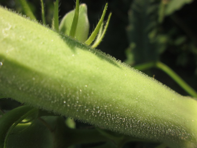e0181260_20433630.jpg