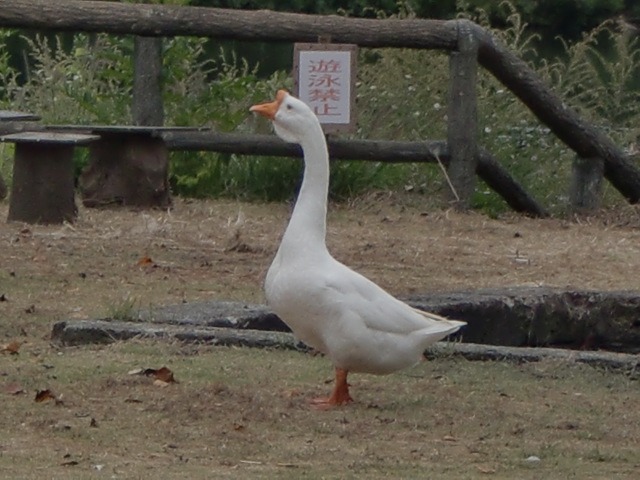 d0010065_20192323.jpg