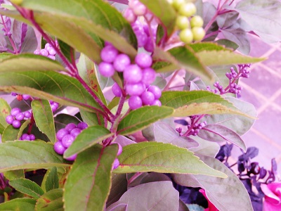 a0317576_18382831.jpg