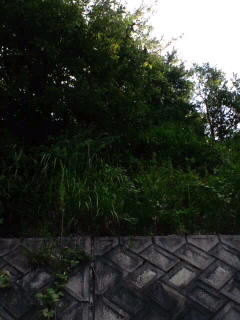 c0228378_5543276.jpg