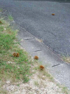 c0228378_556476.jpg