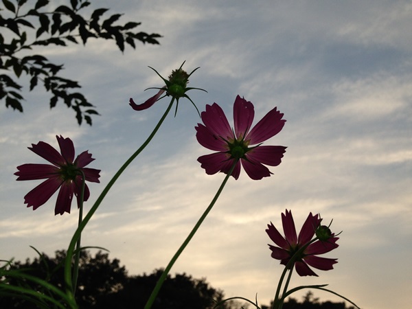 f0201297_20411716.jpg