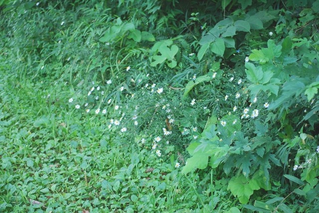 e0025300_18411493.jpg