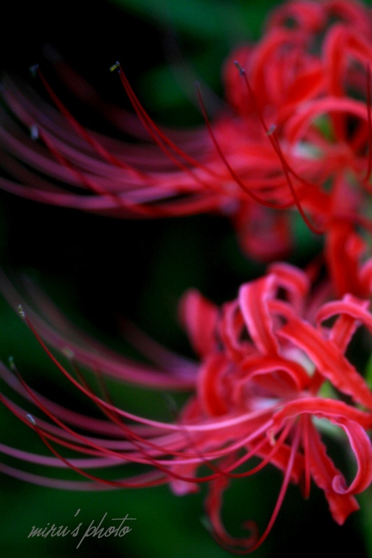 c0037519_792136.jpg