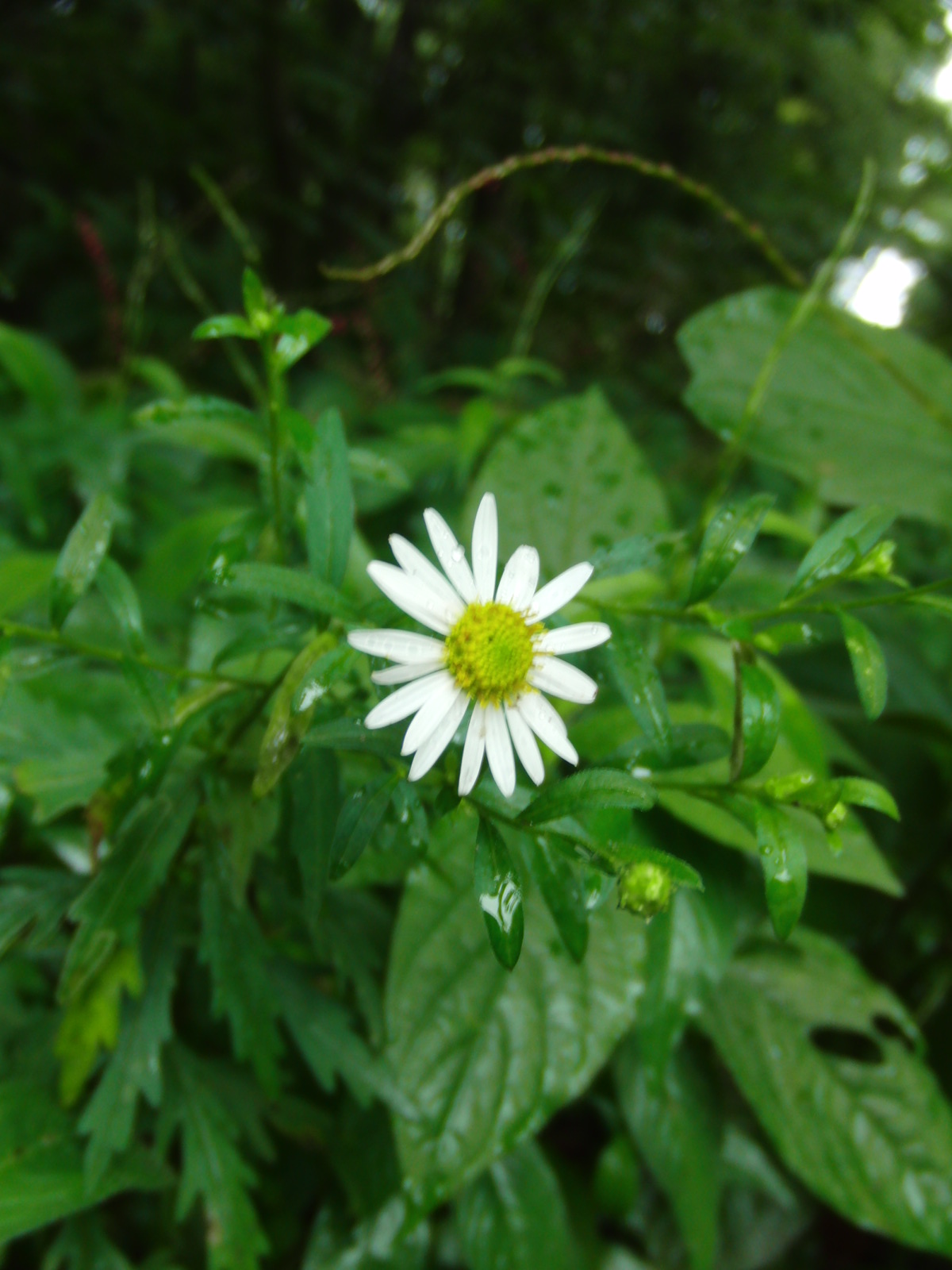 d0156019_925728.jpg