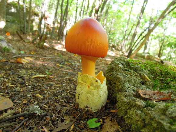 e0242423_5424651.jpg
