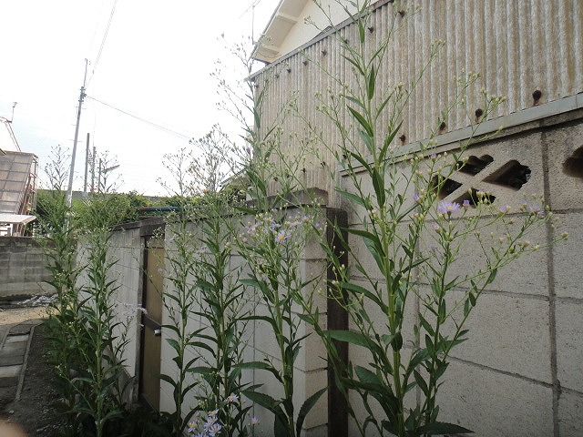 f0208737_801021.jpg