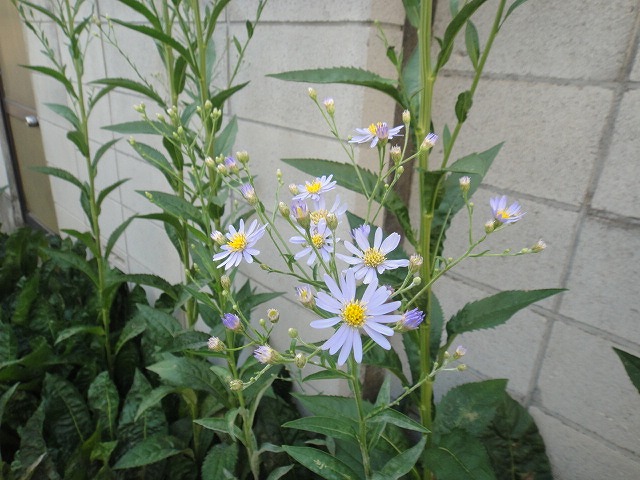 f0208737_80512.jpg
