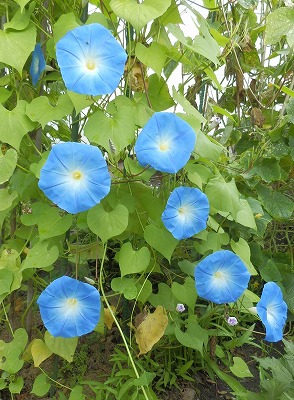 e0004756_20225789.jpg