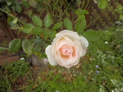 e0004756_20243122.jpg