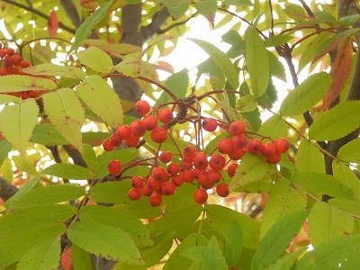 e0004756_20394496.jpg