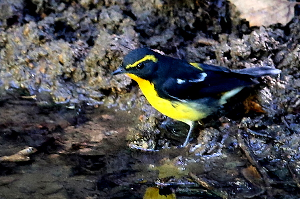 f0215964_858091.jpg