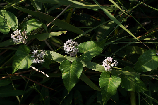 e0054067_2015716.jpg