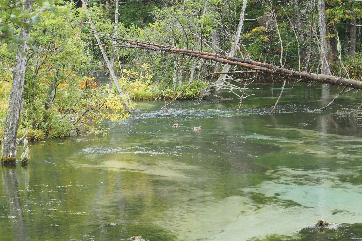 e0307372_1134109.jpg