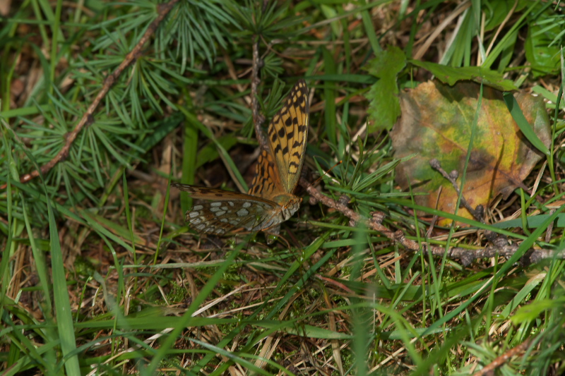 f0090680_21502358.jpg