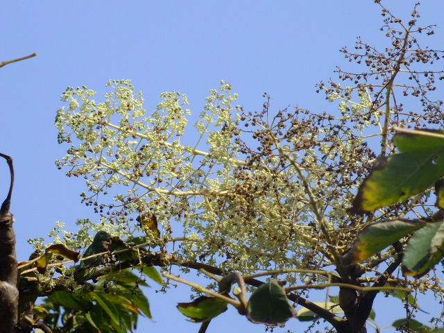e0145782_18134226.jpg