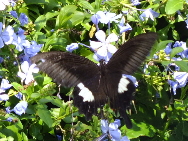 e0145782_181558100.jpg