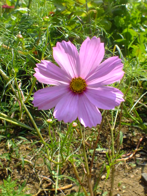 e0145782_1861740.jpg