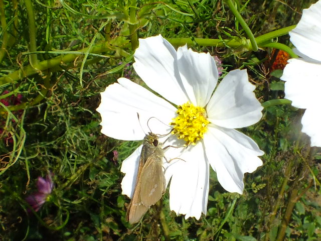 e0145782_186327.jpg