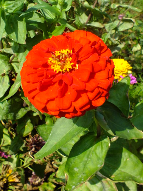 e0145782_1871148.jpg