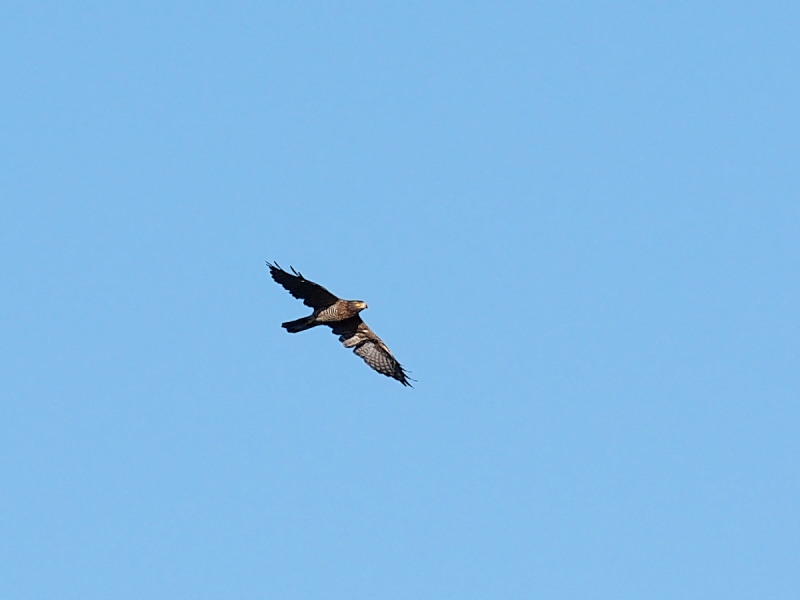 f0055184_22201077.jpg