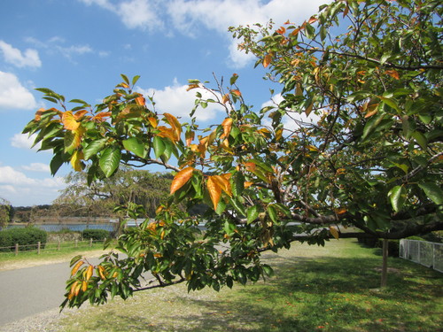 a0251786_20341529.jpg