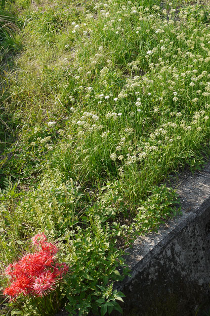 f0222692_21135527.jpg