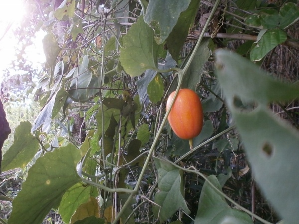 d0000995_0253381.jpg