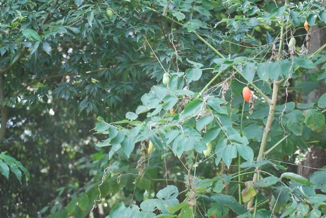 e0025300_2153455.jpg