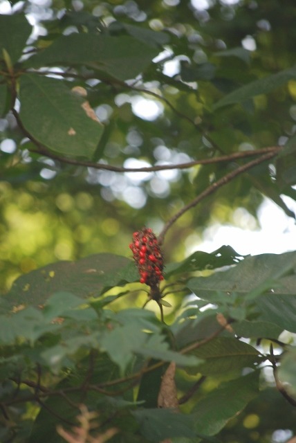 e0025300_21592772.jpg