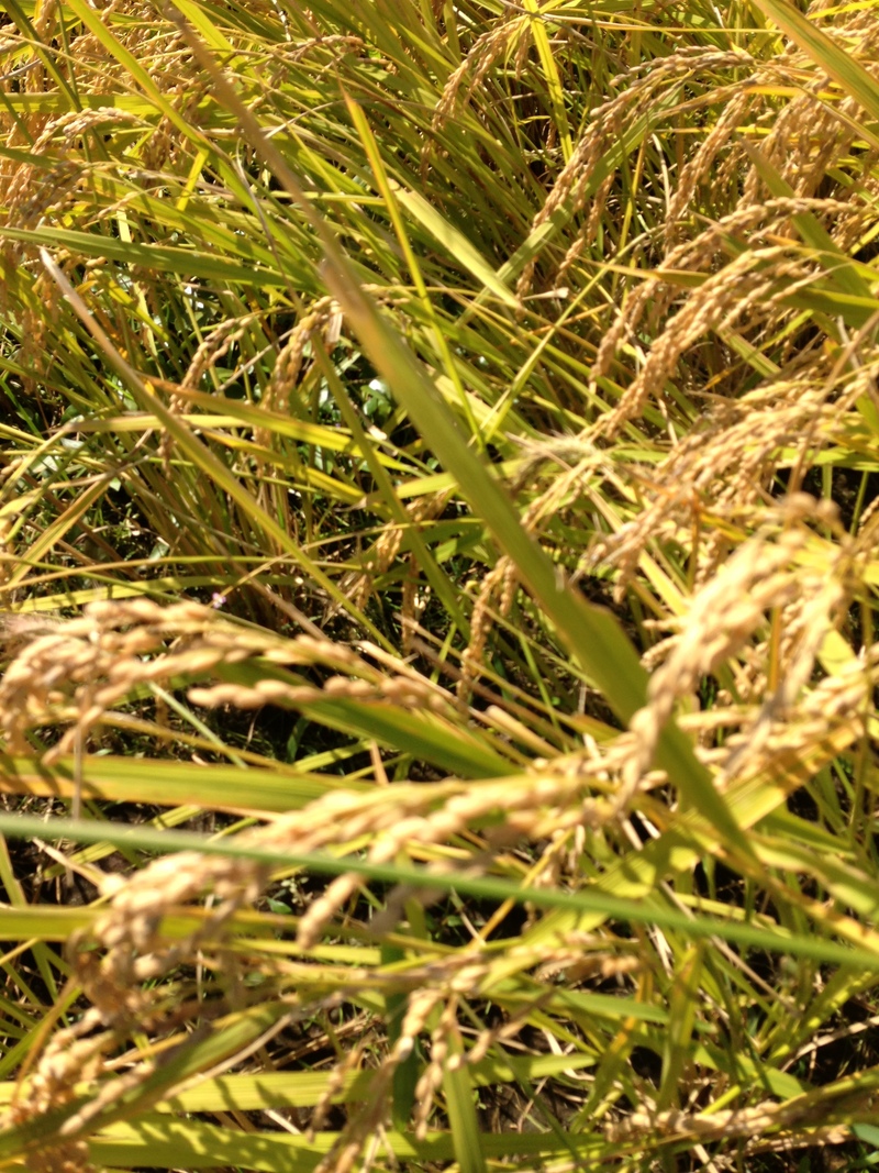e0168109_23253338.jpg