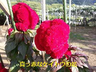 e0047322_108111.jpg