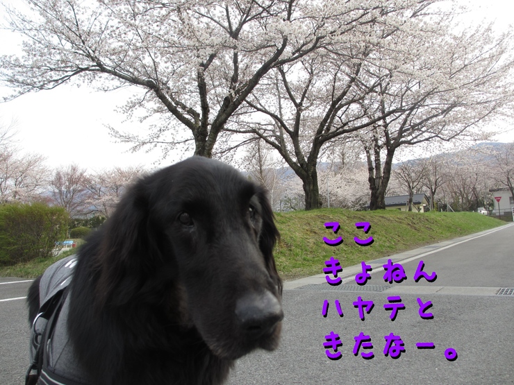 c0237824_11282258.jpg