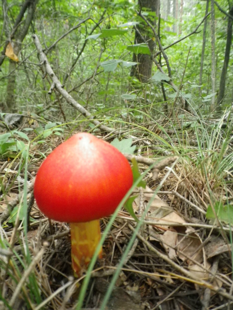 f0188324_863590.jpg