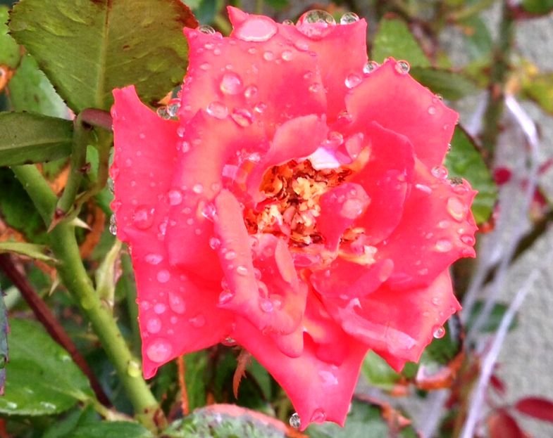 e0149934_2154011.jpg