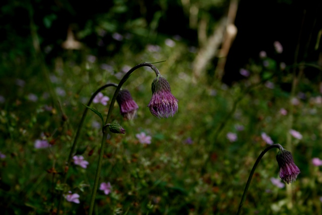 d0049138_17172753.jpg