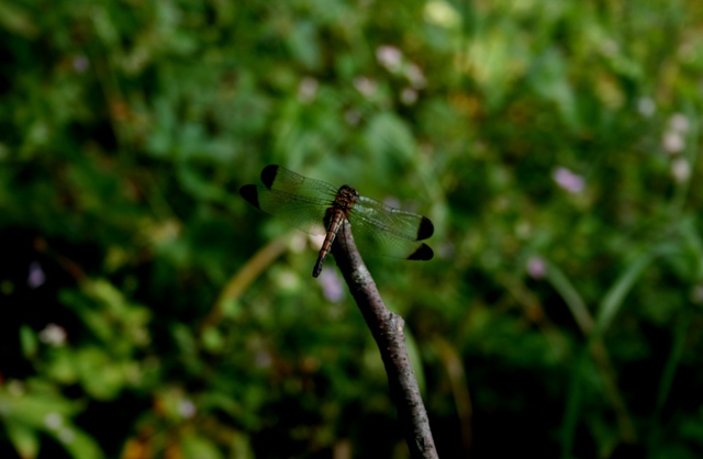 d0049138_17173861.jpg