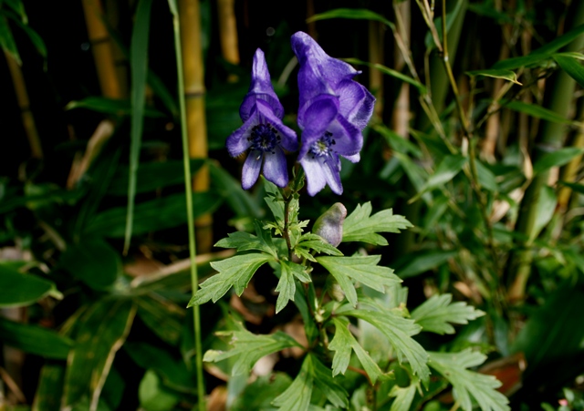 d0049138_17333517.jpg